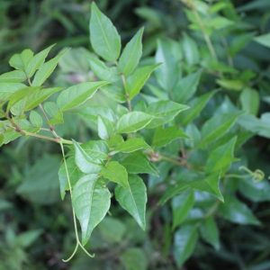 Chè dây rừng Tây Nguyên