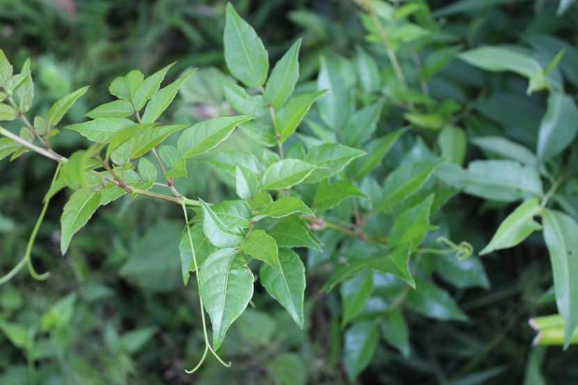 Chè dây rừng Tây Nguyên