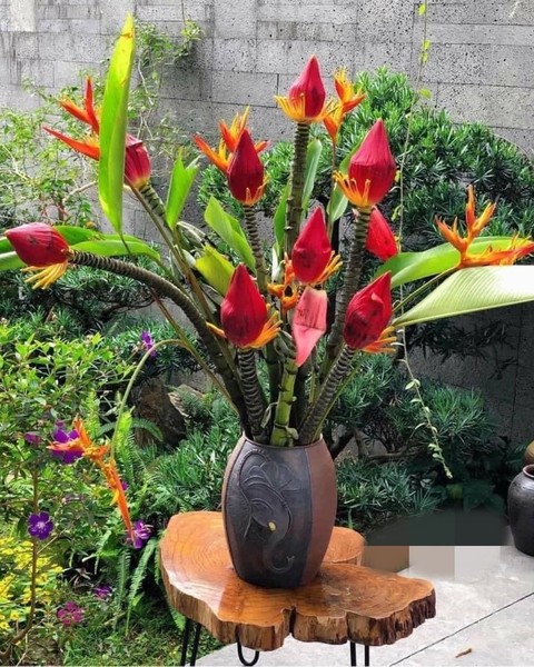 Hoa chuối rừng: vẻ đẹp hoang sơ giữa đại ngàn